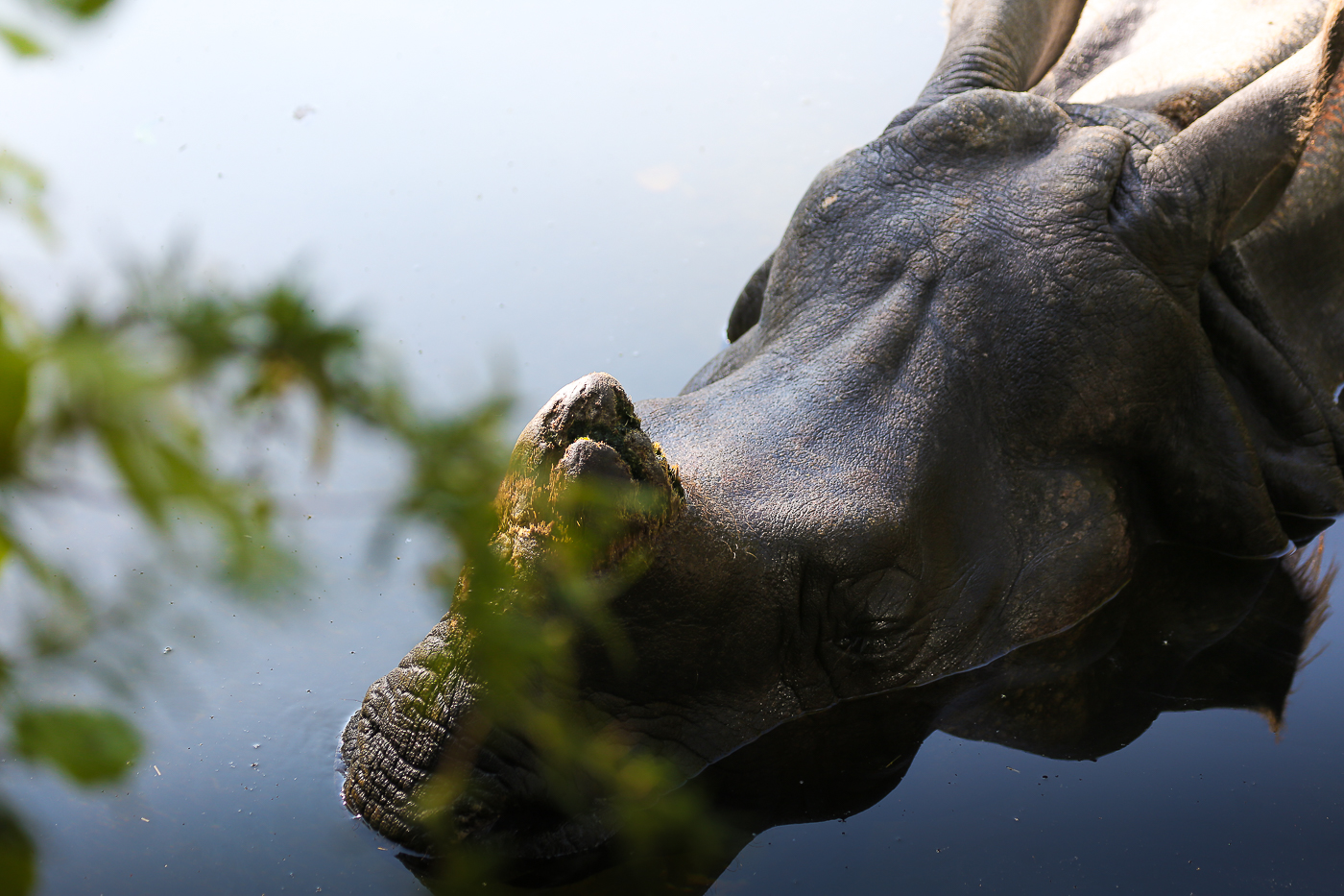 Nashorn